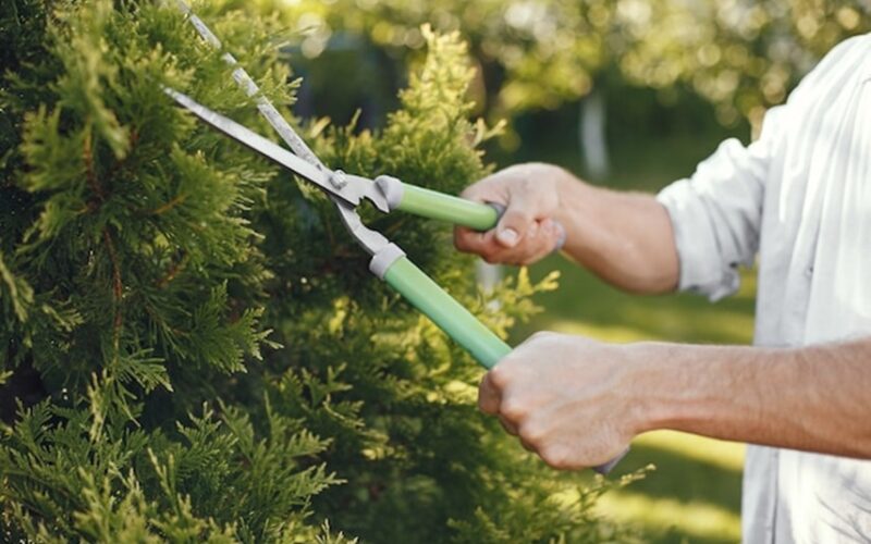 Local Tree Trimming